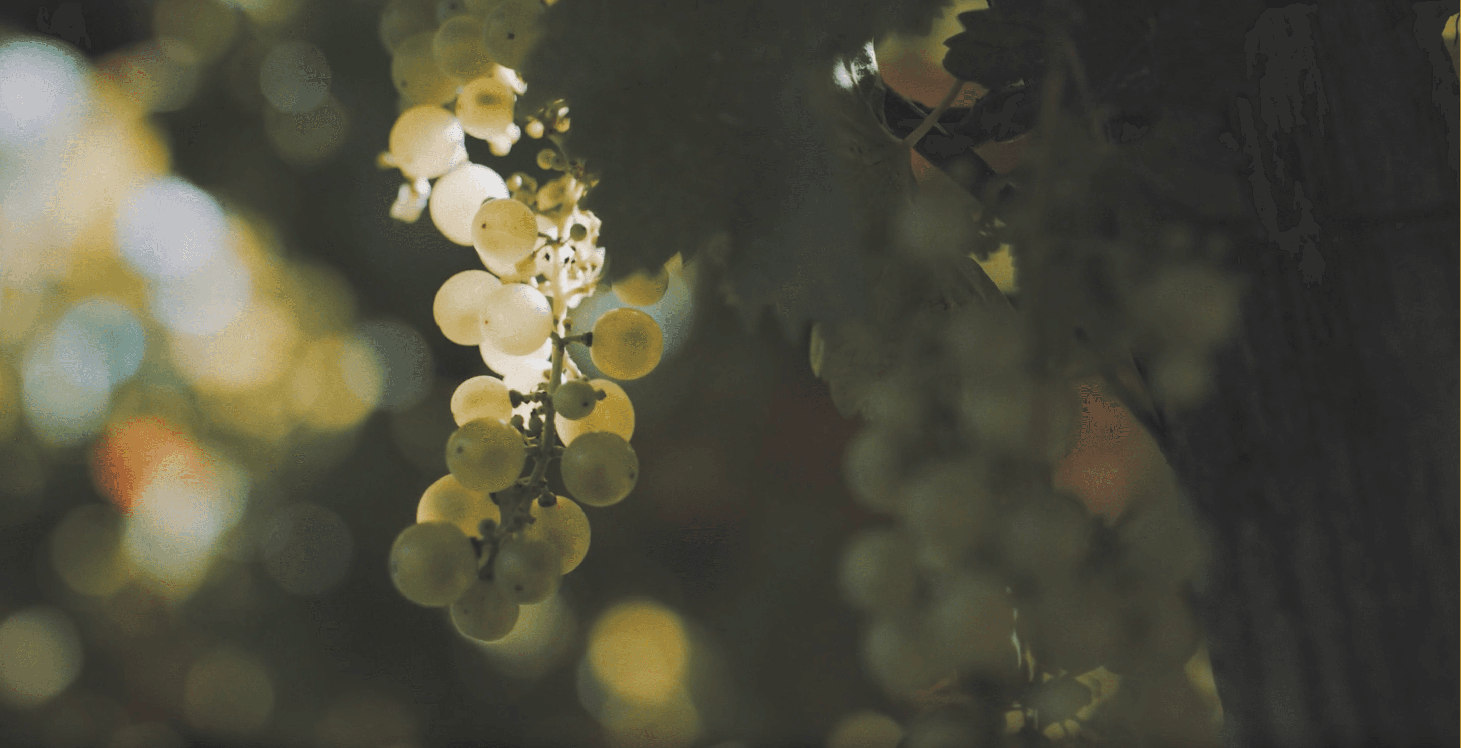 The Vine and the Branches | Lectio Divina